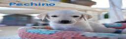 Labrador cani in regalo: Quattro cuccioli incrocio labrador in adozione a Città Metropolitana di Genova - Annuncio 3