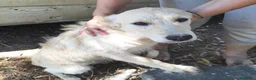 Meticcio cani in regalo: 3FEMMINE 5MESI SPLENDIDE,IN PERICOLO! SOS CAGLIARI - Annuncio 7