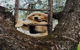 Golden Retriever cani in vendita: Cuccioli di Golden Retriever con pedigree a Provincia di Potenza - Immagine 1