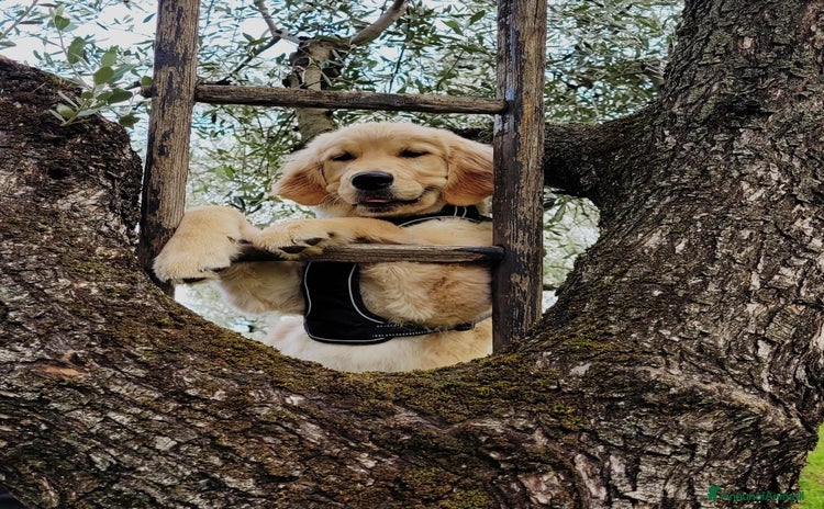 Golden Retriever cani a Provincia di Potenza - Annuncio 3