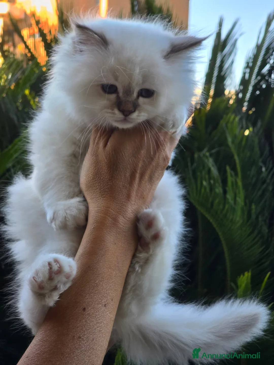 Sacro di Birmania gatti in vendita: CUCCIOLI SACRI DI BIRMANIA - Annuncio 2