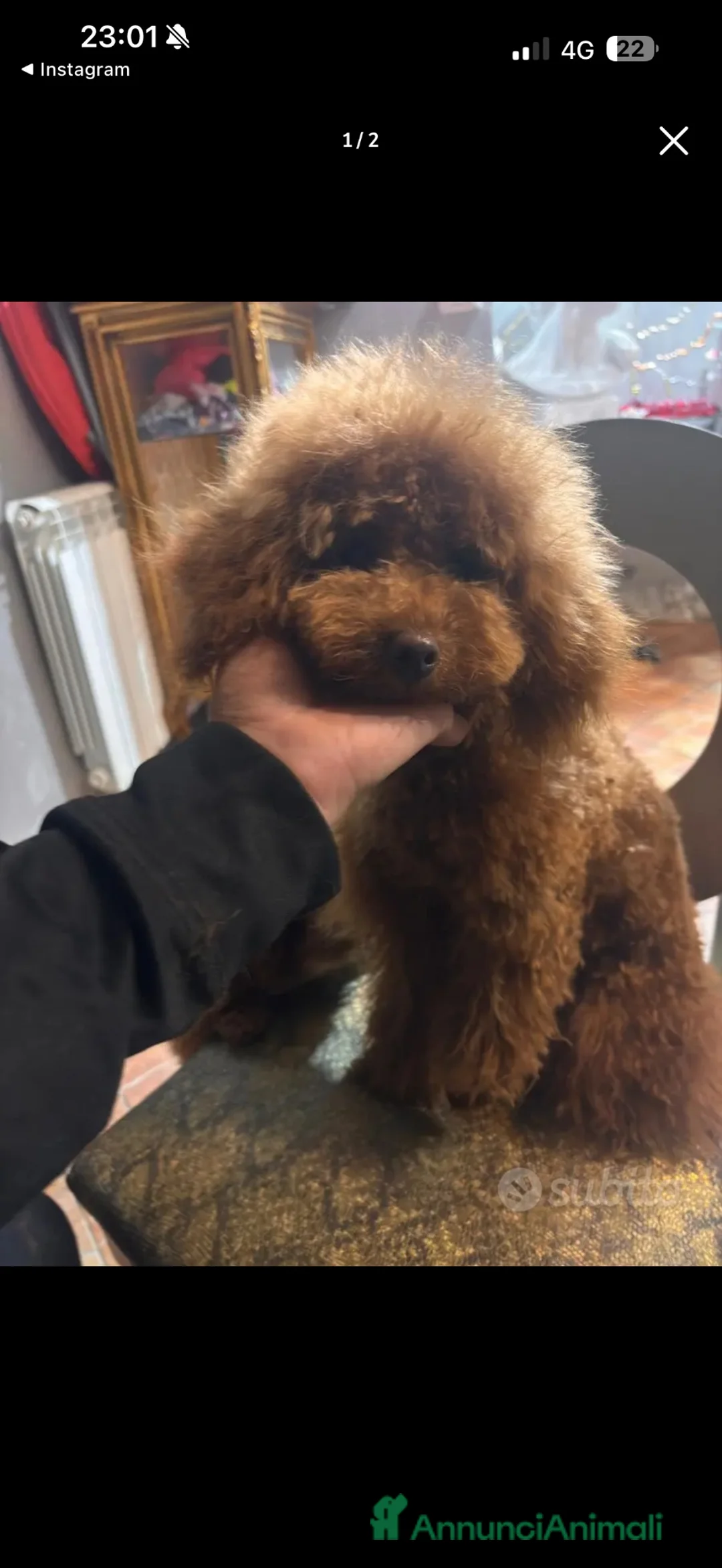 Barboncino Toy cani in vendita: Barboncino nano con pedegree Enci  a Provincia di Savona - Annuncio 2
