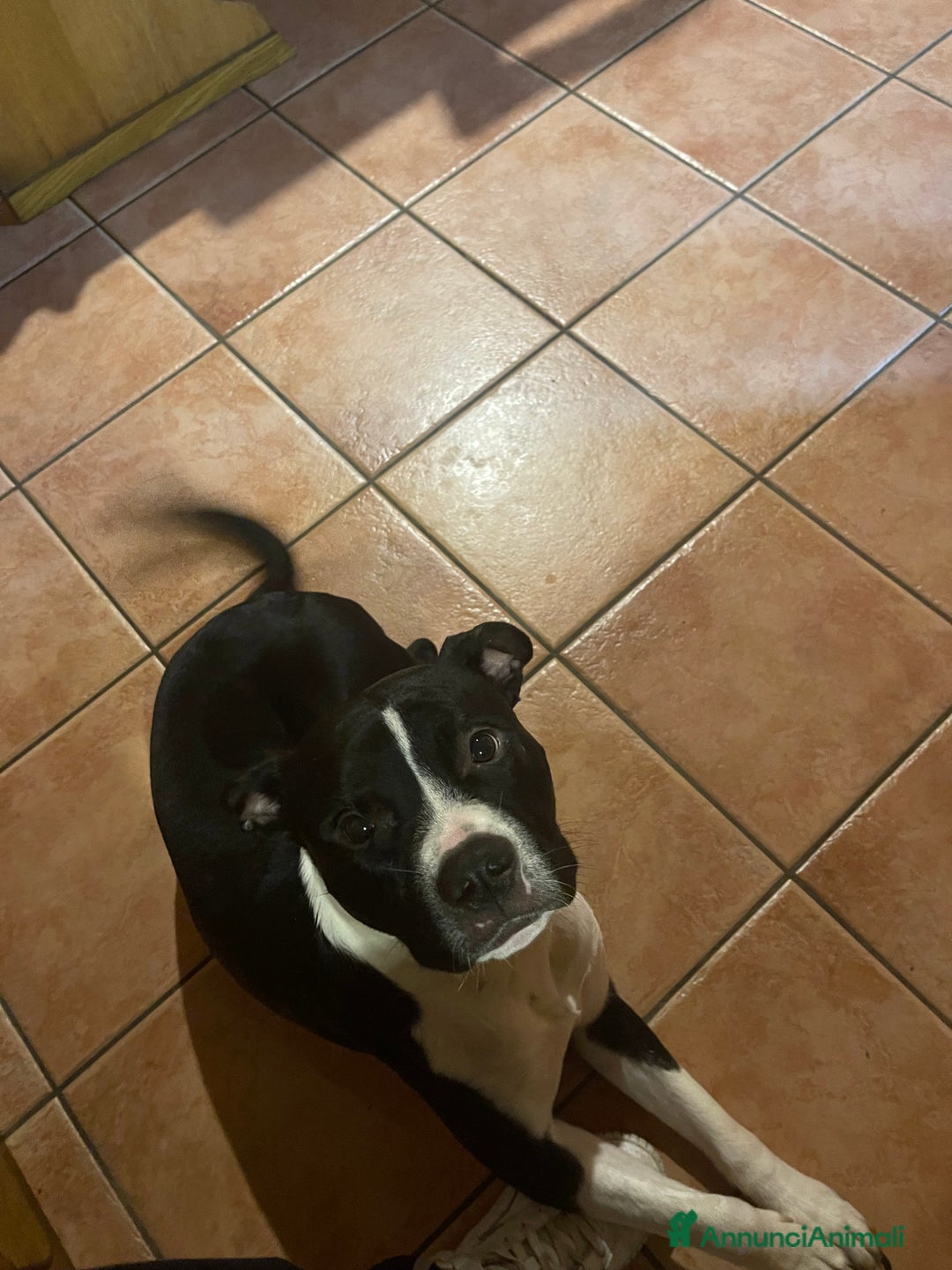 Pitbull cani in regalo: Pitbull di 3 anni - Annuncio 3