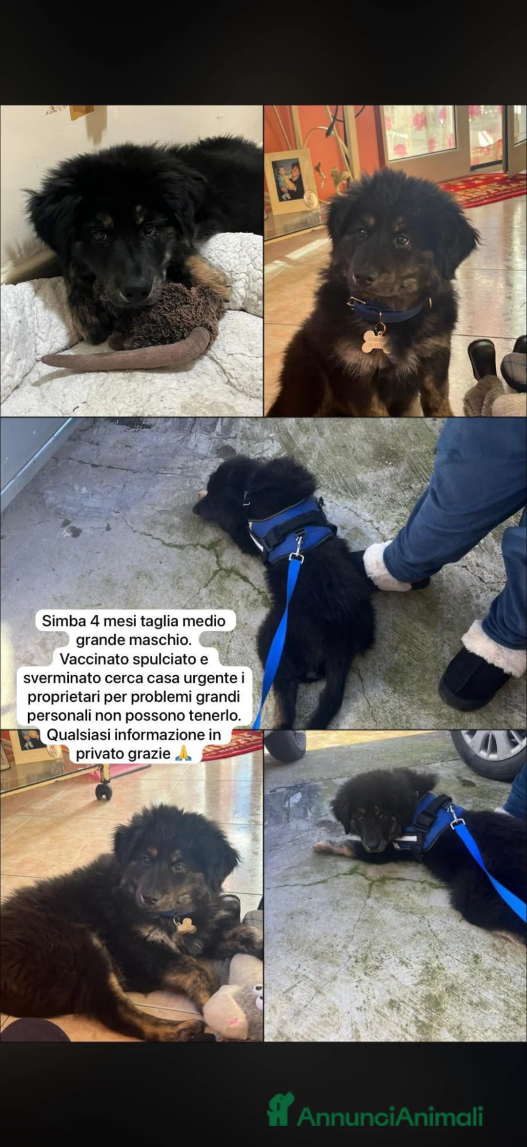 Meticcio cani in regalo: Simba Cane taglia medio-grande pastore tedesco  - Annuncio 2