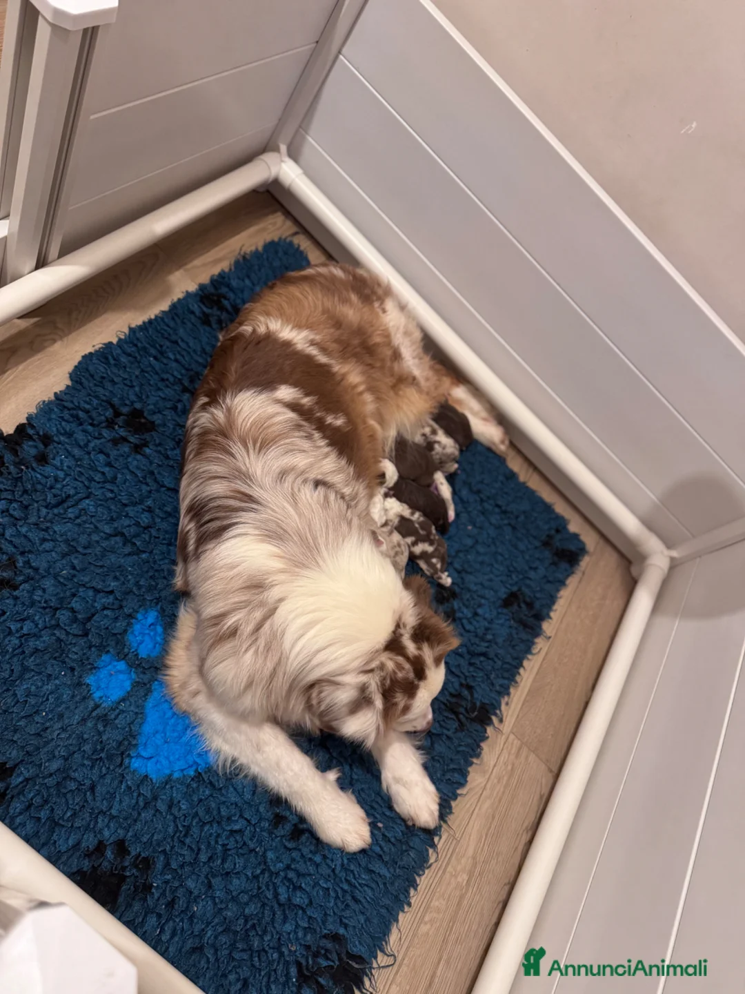 Australian Shepherd cani in vendita: Disponibili cuccioli di Pastore Australiano - Annuncio 3