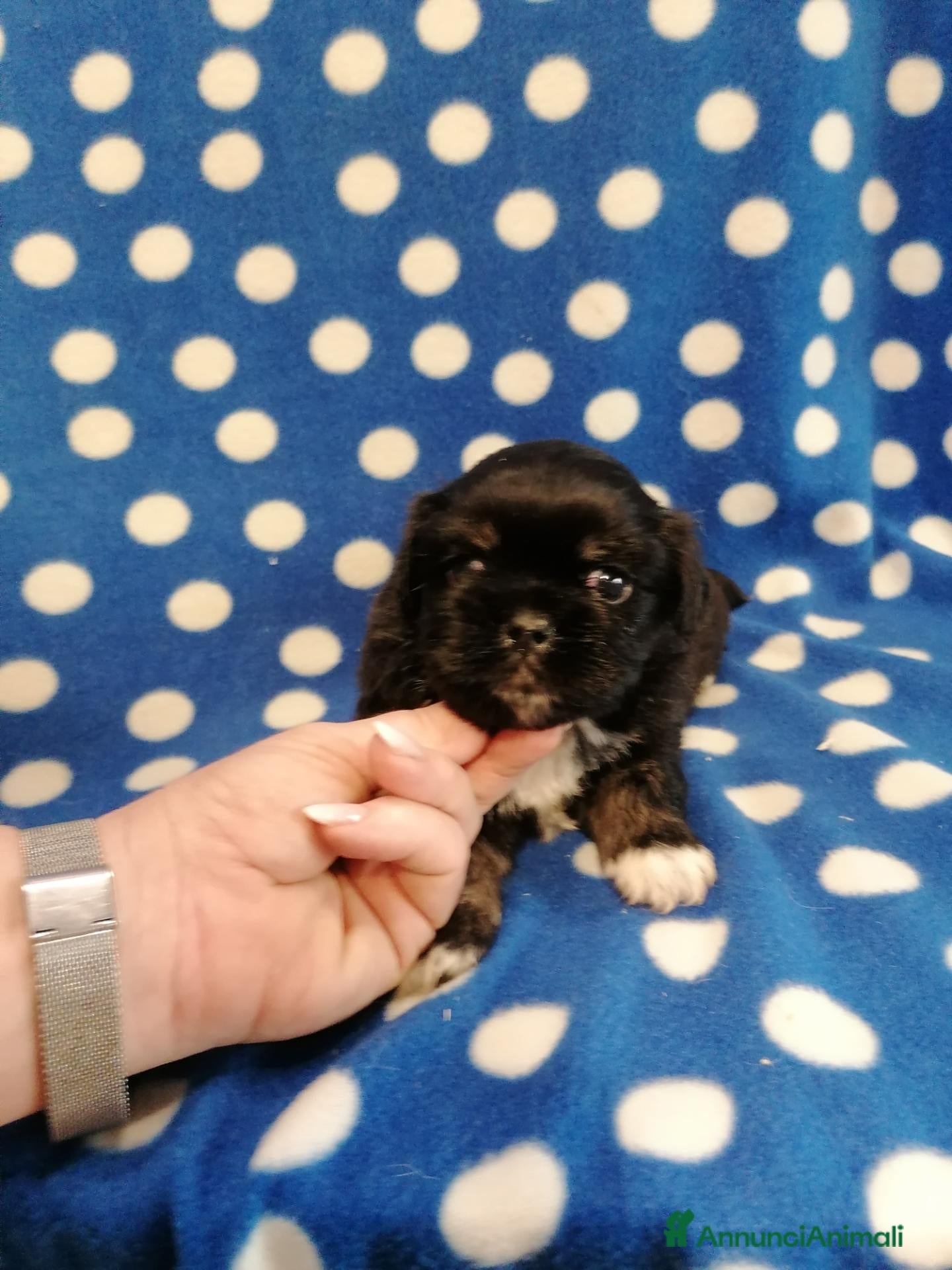 Tibetan Spaniel cani Tibetan Spaniel cuccioli  - Annuncio 1