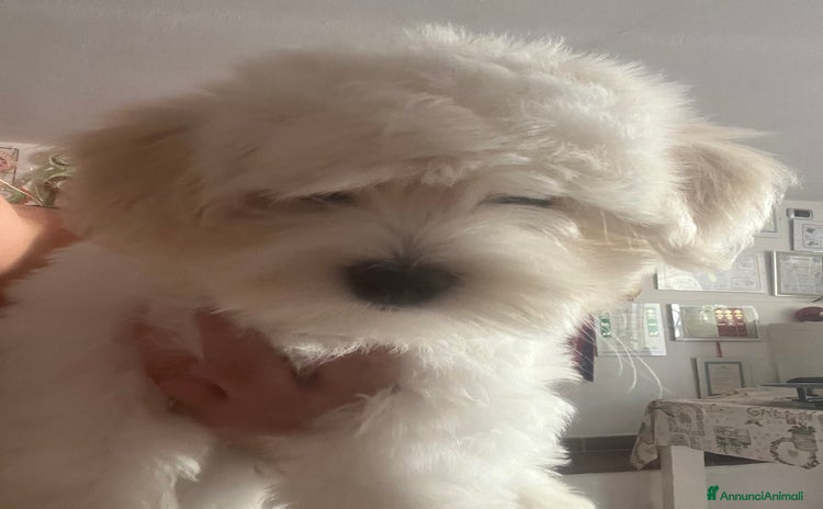 Coton de Tulear cani a Provincia di Forlì-Cesena - Annuncio 13