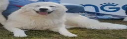 Pastore Maremmano cani in vendita: Cuccioli Pastore Abruzzese Maremmano  - Annuncio 4