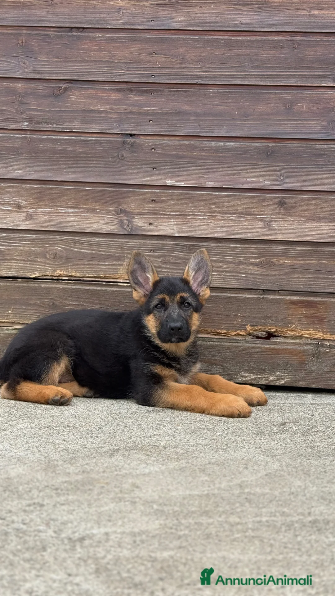 Pastore Tedesco cani in vendita: Cucciola di pastore tedesco  - Annuncio 2