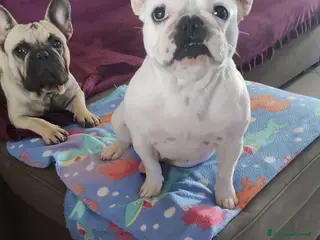 Bulldog Francese cani Cucciola bulldog francese - Annuncio 1