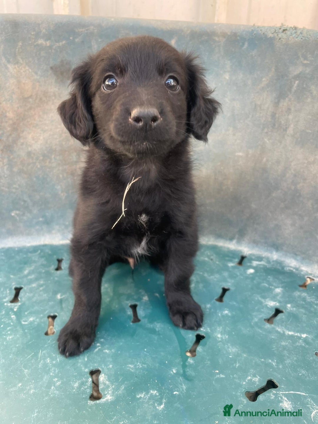 Meticcio cani in regalo: ZAFFIRO DIAMANTE SMERALDO TOPAZIO - Annuncio 8