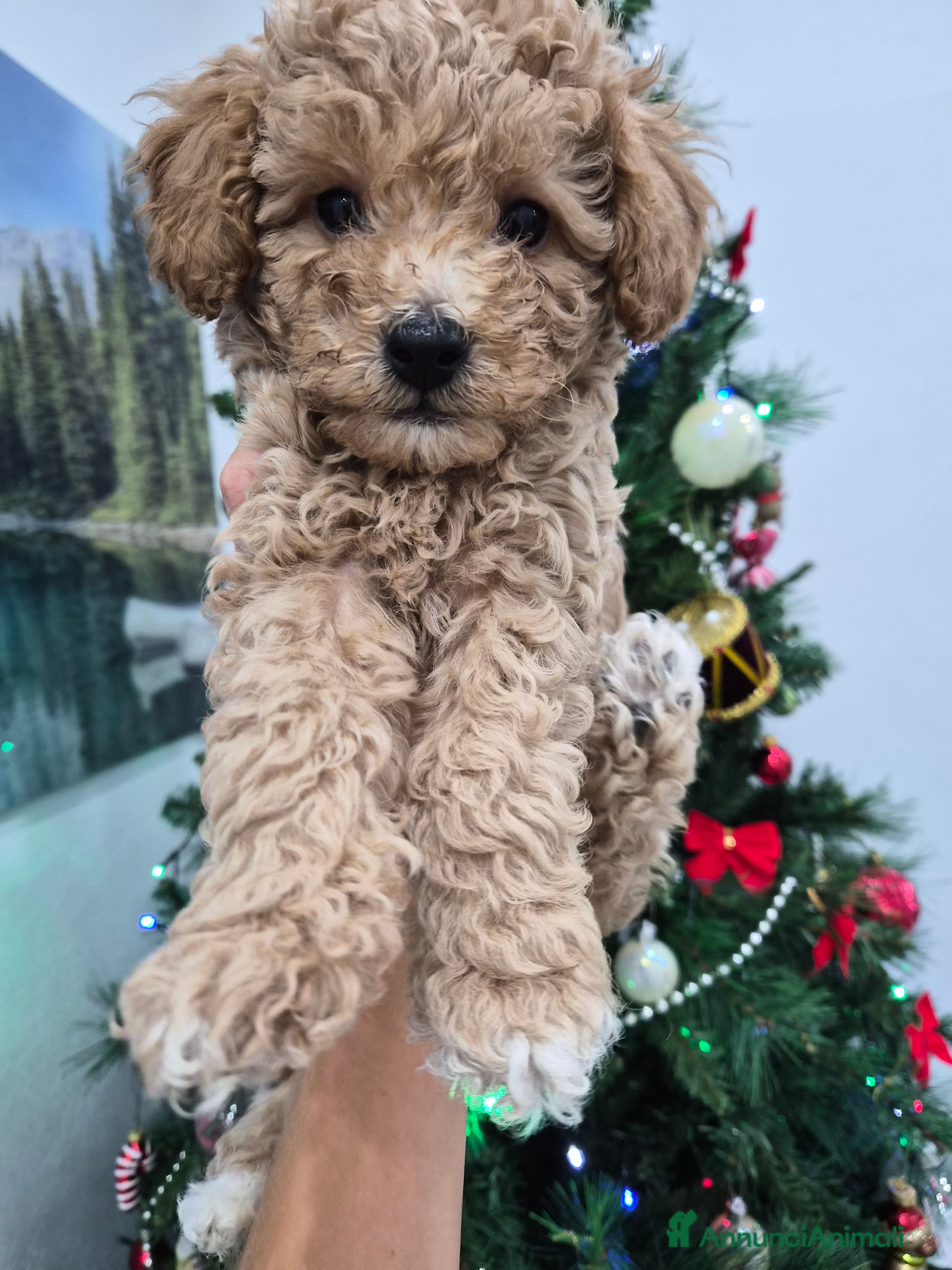 Barboncino Toy cani Barboncino Toy - Annuncio 5