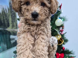 Barboncino Toy cani Barboncino Toy - Annuncio 5