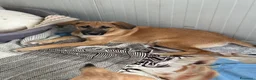 Meticcio cani in regalo: MERAVIGLIE CERCANO CASA - Annuncio 11