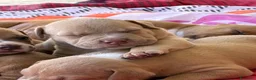 Pitbull cani in vendita: Vendesi cuccioli American Pitbull Terrier  a Città metropolitana di Palermo - Annuncio 11