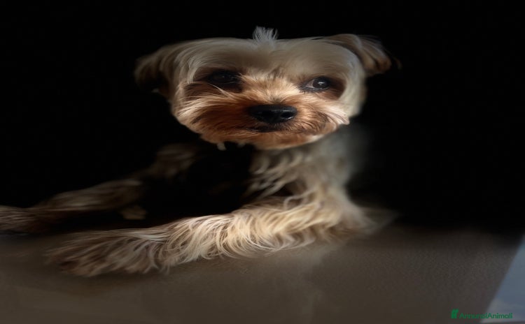 Yorkshire cani - Annuncio 3