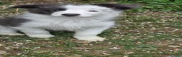Border Collie cani in vendita: Border collie blue e bianco  - Annuncio 4