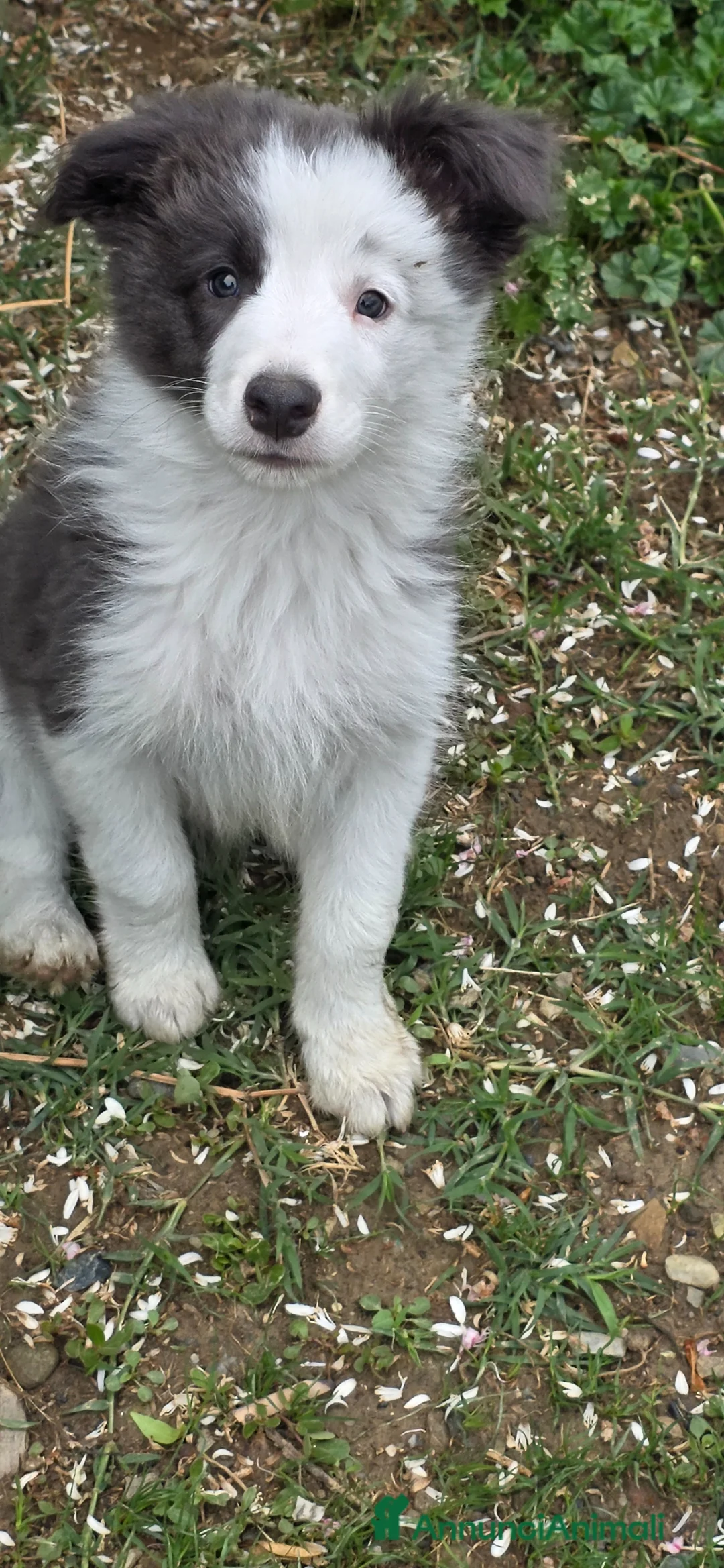 Border Collie cani in vendita: Border collie blue e bianco  - Annuncio 4