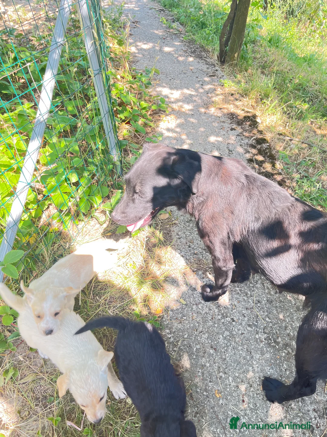 Meticcio cani in regalo: Meticce Labrador + maremmano  - Annuncio 2