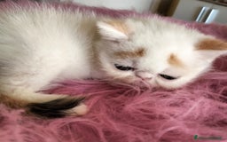 Exotic Shorthair gatti in vendita: Exotic Shorthair allevamento Exodora Sikelia  a Città metropolitana di Catania - Immagine 8
