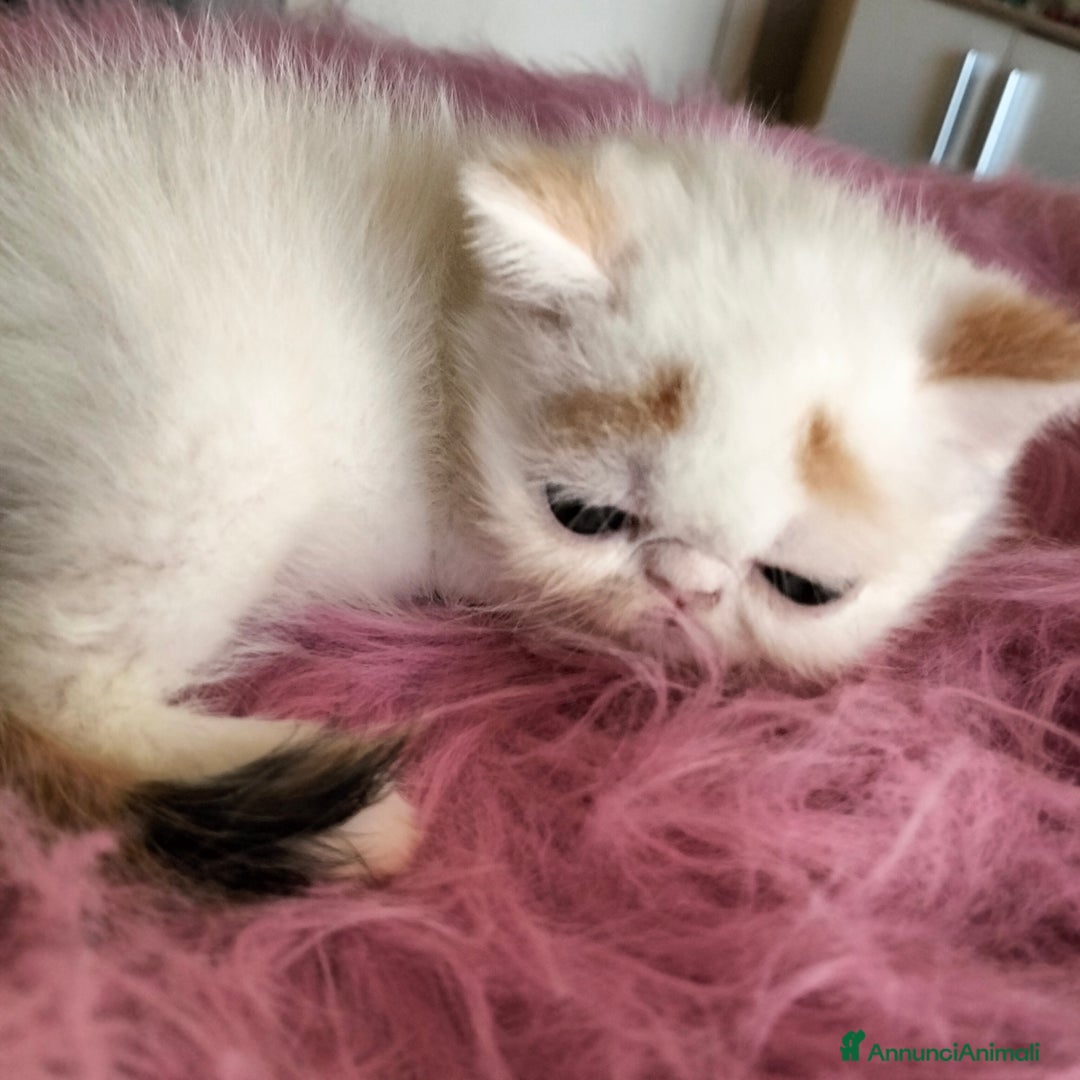 Exotic Shorthair gatti in vendita: Exotic Shorthair allevamento Exodora Sikelia  a Città metropolitana di Catania - Immagine 8