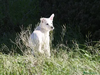 Meticcio cani Meravigliosa e dolce cucciola in adozione - Annuncio 8