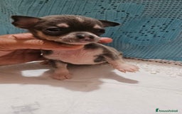 Chihuahua cani in vendita: Chihuahua da Allevamento Cucciolisole  a Provincia di Pisa - Immagine 4