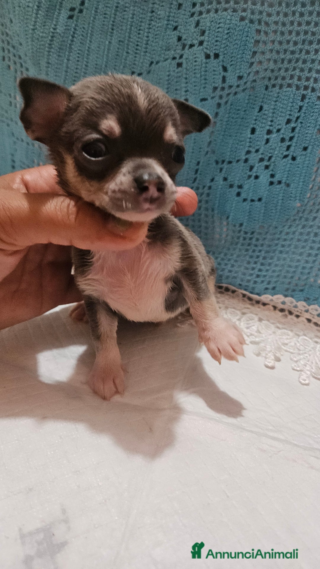 Chihuahua cani in vendita: Chihuahua da Allevamento Cucciolisole  a Provincia di Pisa - Immagine 4