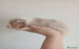 Australian Shepherd cani in vendita: Cuccioli di pastore australiano a Provincia di Ferrara - Immagine 8