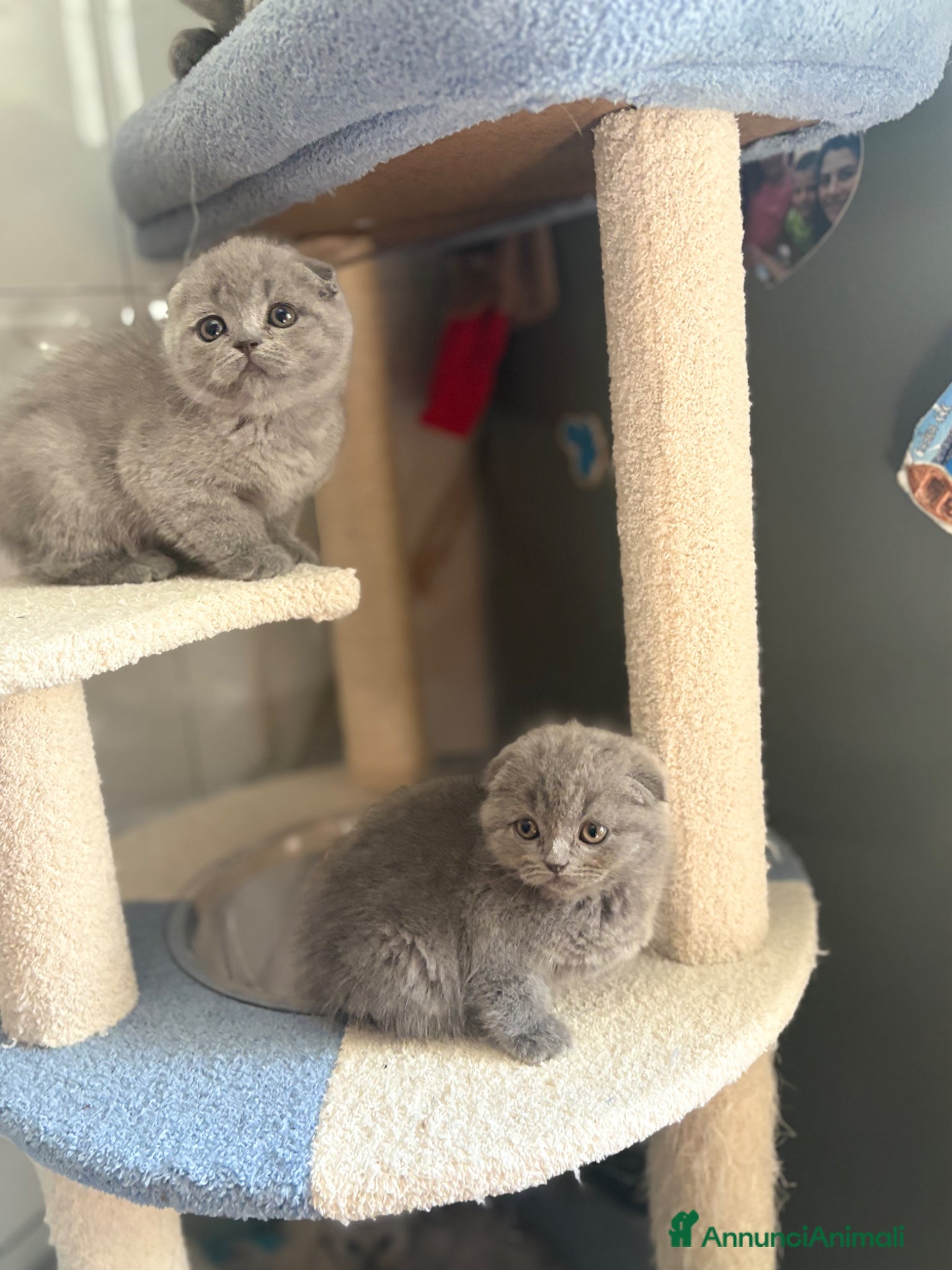 British gatti Scottish fold sthrait  - Annuncio 1
