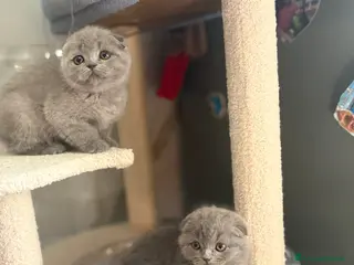 British gatti Scottish fold sthrait - Annuncio 1