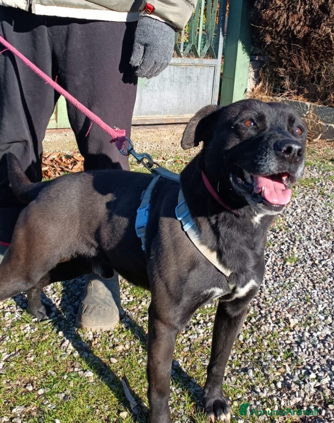 Pitbull cani in regalo: Boris, impossibile non innamorarsi di lui  - Annuncio 6