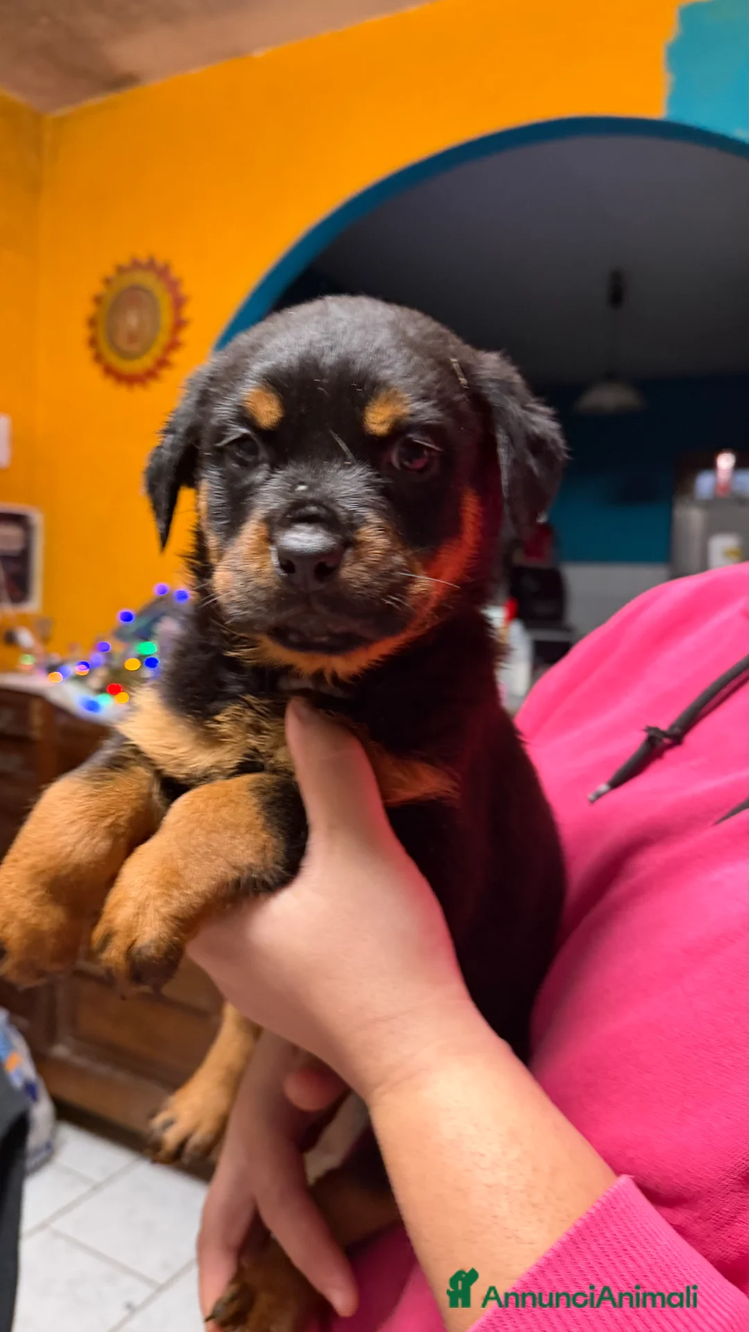 Rottweiler cani in vendita: Rottweiler  - Annuncio 2