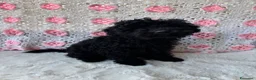 Barboncino cani in vendita: Barboncini toy albicocca e nero - Annuncio 5