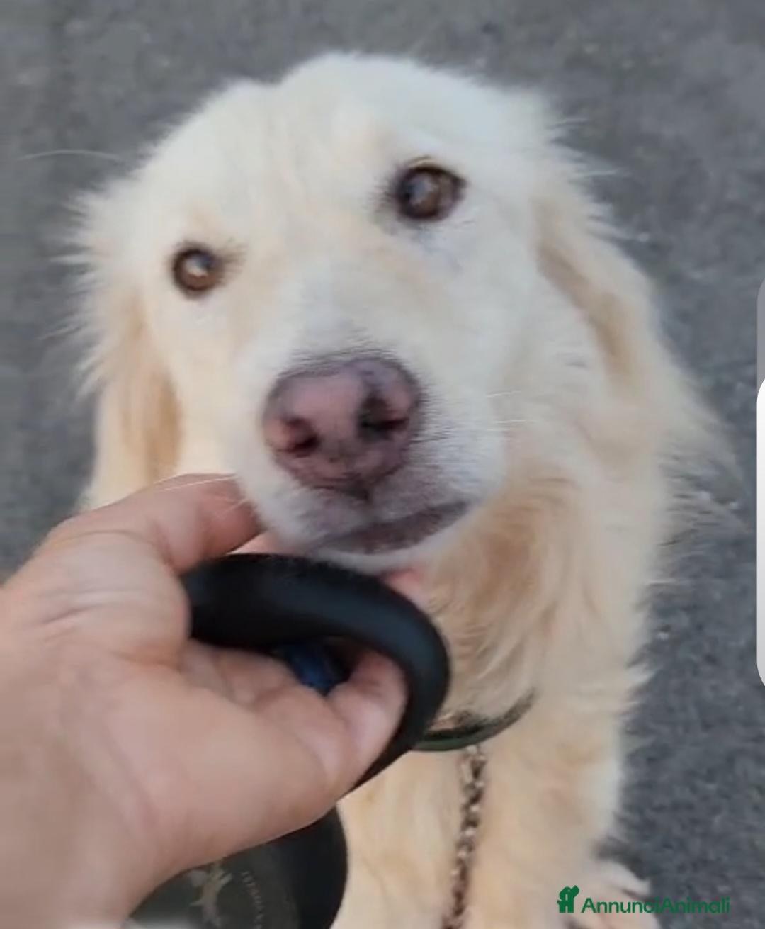 Meticcio cani Vera 3anni bellissima vive coi gatti in garage SUD - Annuncio 31