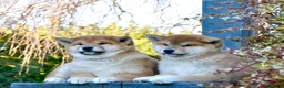 Shiba Inu cani in vendita: Cuccioli SHIBA INU  - Annuncio 13