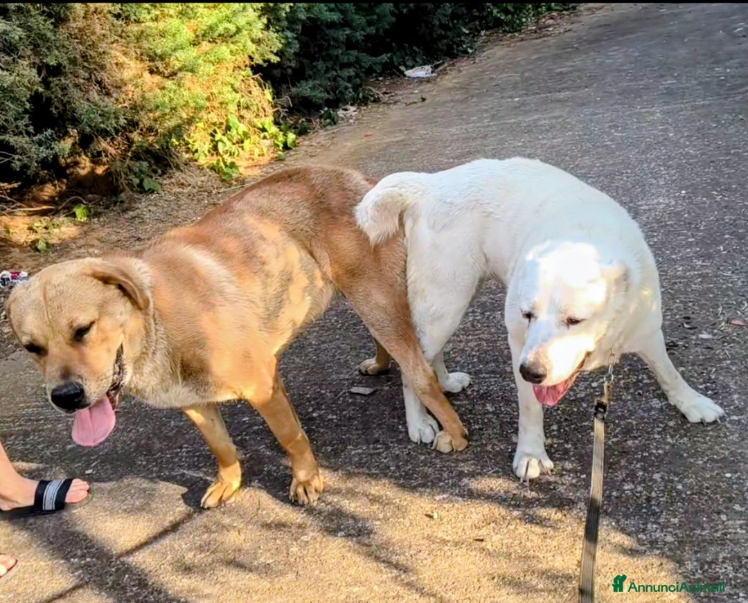 Pastore Asia Centrale cani in vendita: Cuccioli di pastore dell'Asia centrale Alabai - Annuncio 1