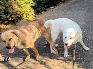 Pastore Asia Centrale cani Cuccioli di pastore dell'Asia centrale Alabai - Annuncio 2