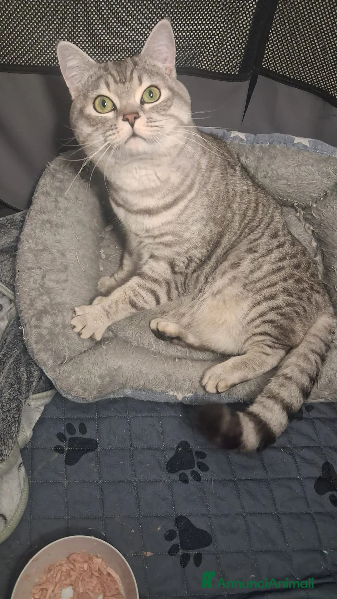 Meticcio gatti in regalo: GATTO ADULTO - Annuncio 5