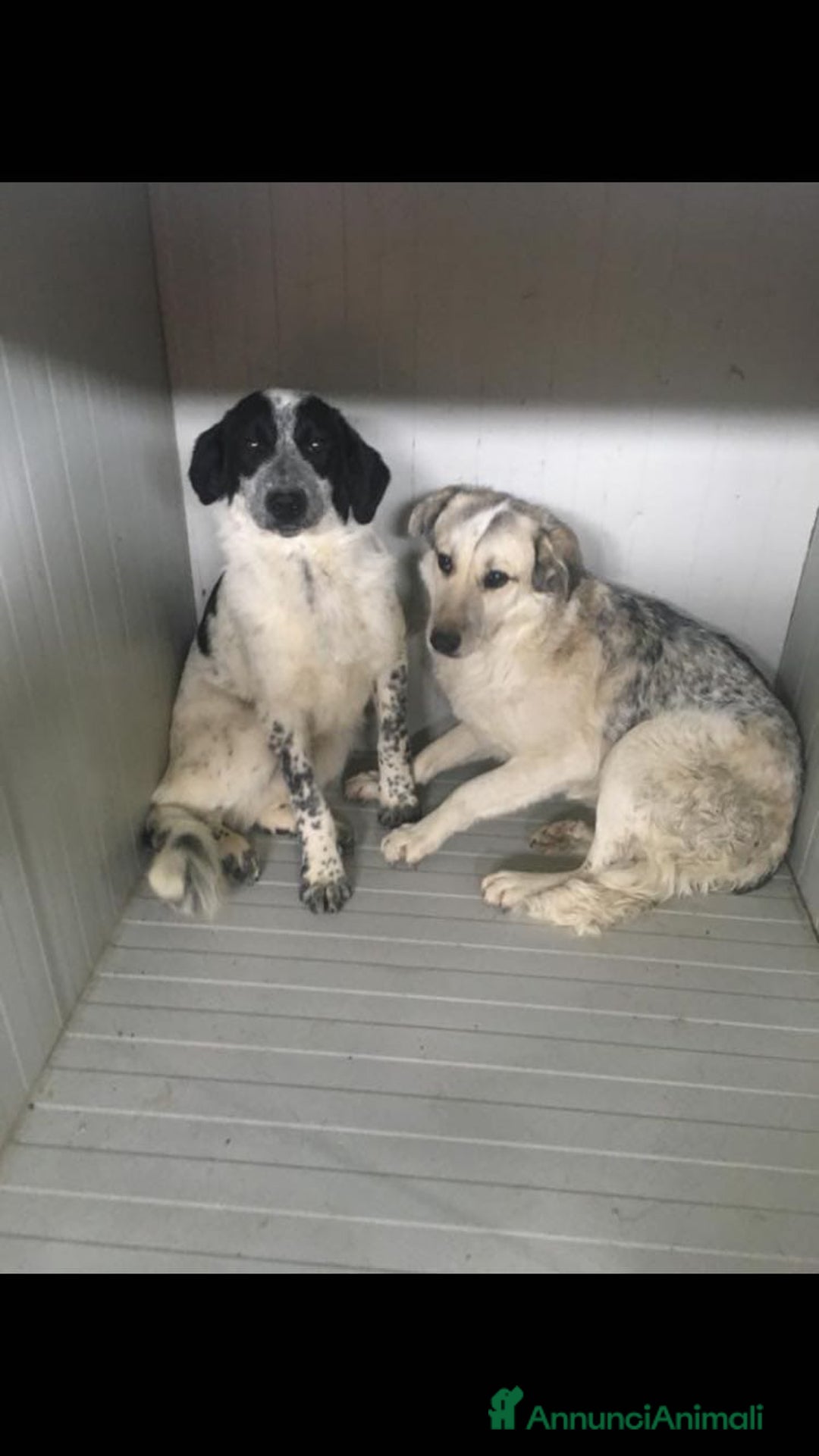 Meticcio cani in regalo: Da oltre 4anni in box..mai 1richiesta! Calabria a Città Metropolitana di Milano - Annuncio 4