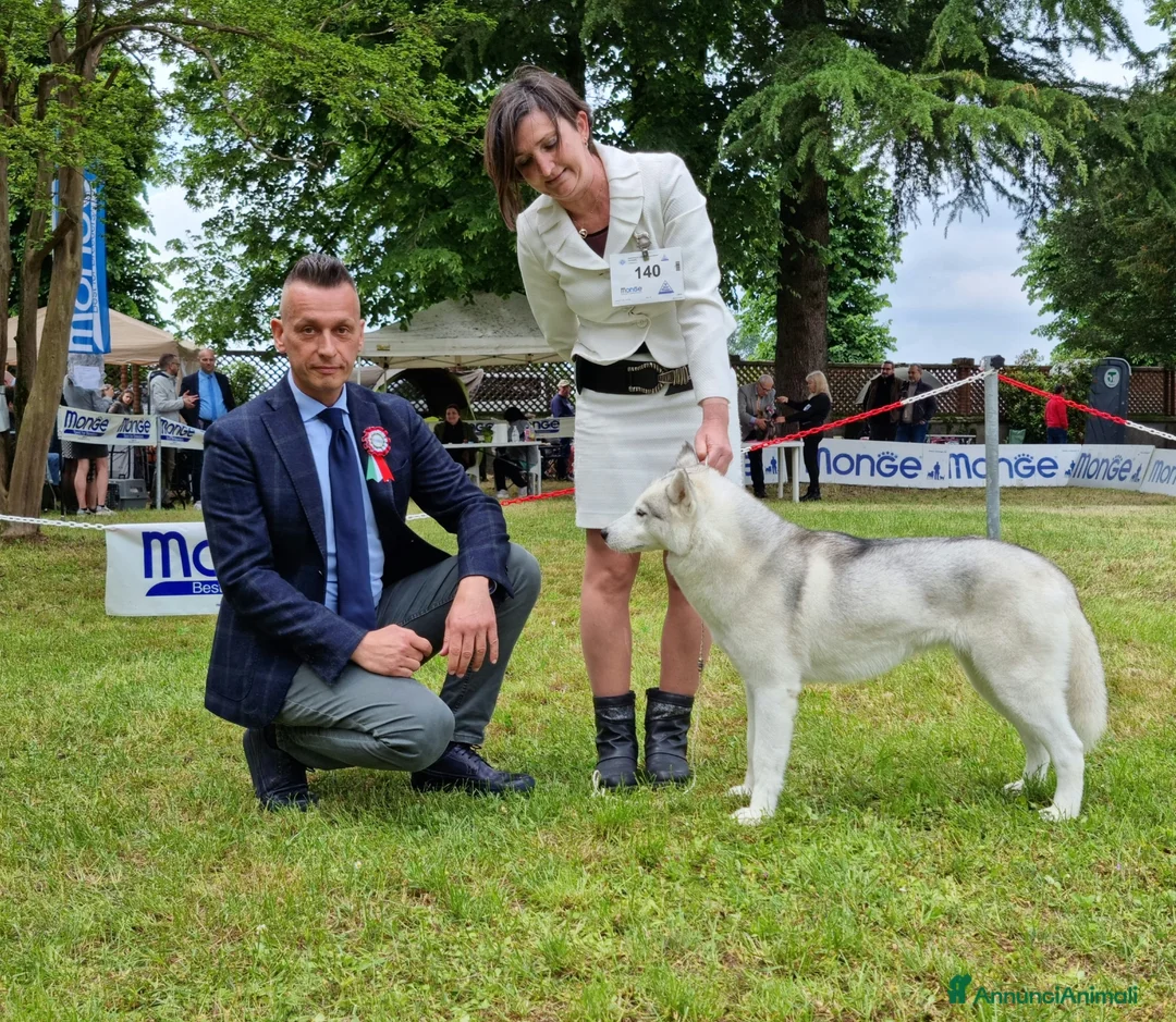 Immagine della galleria {{count}}