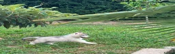 Husky cani in vendita: Husky di tre mesi - Annuncio 8