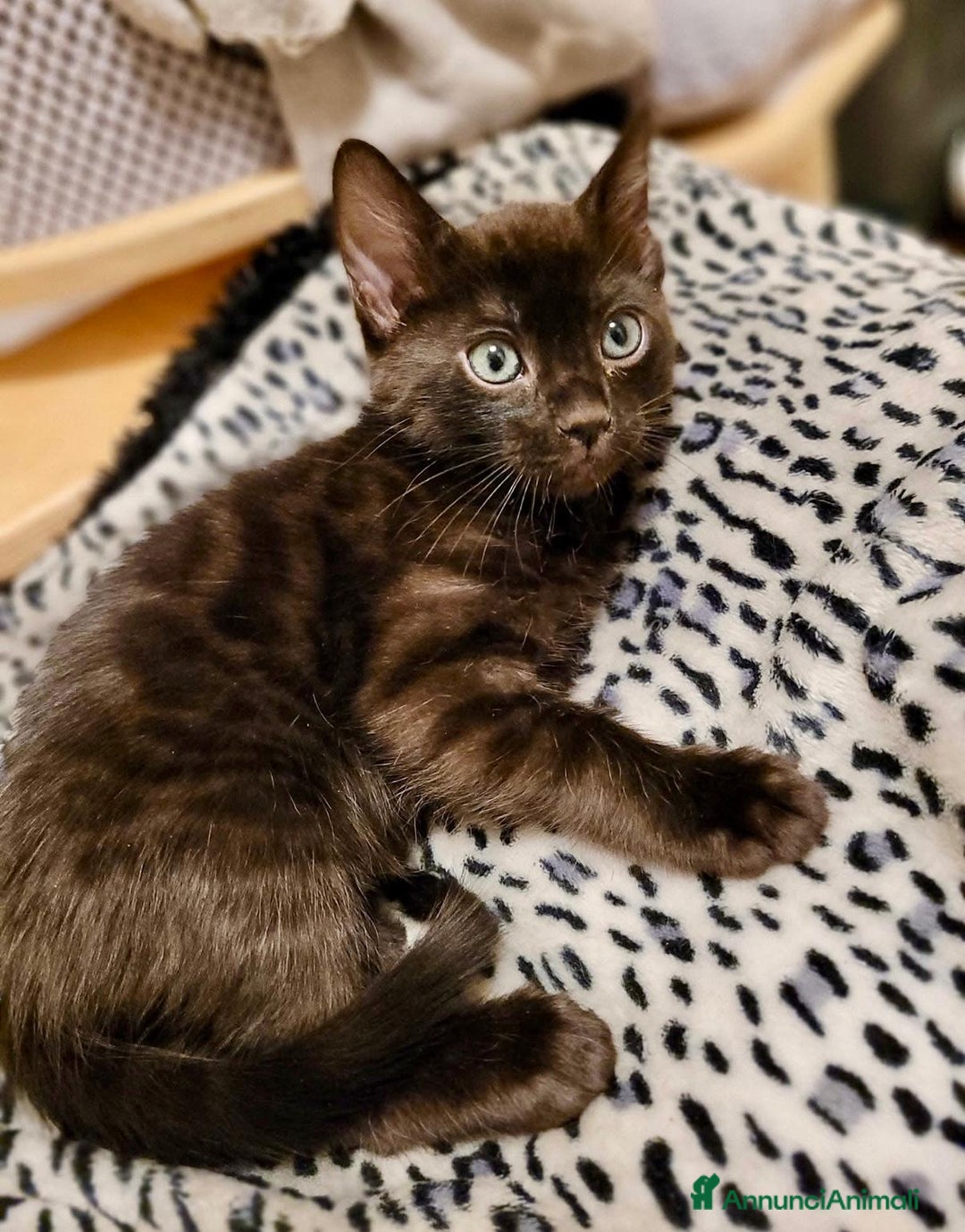 Bengala gatti in vendita: Bellissimi cuccioli di bengala  - Annuncio 5