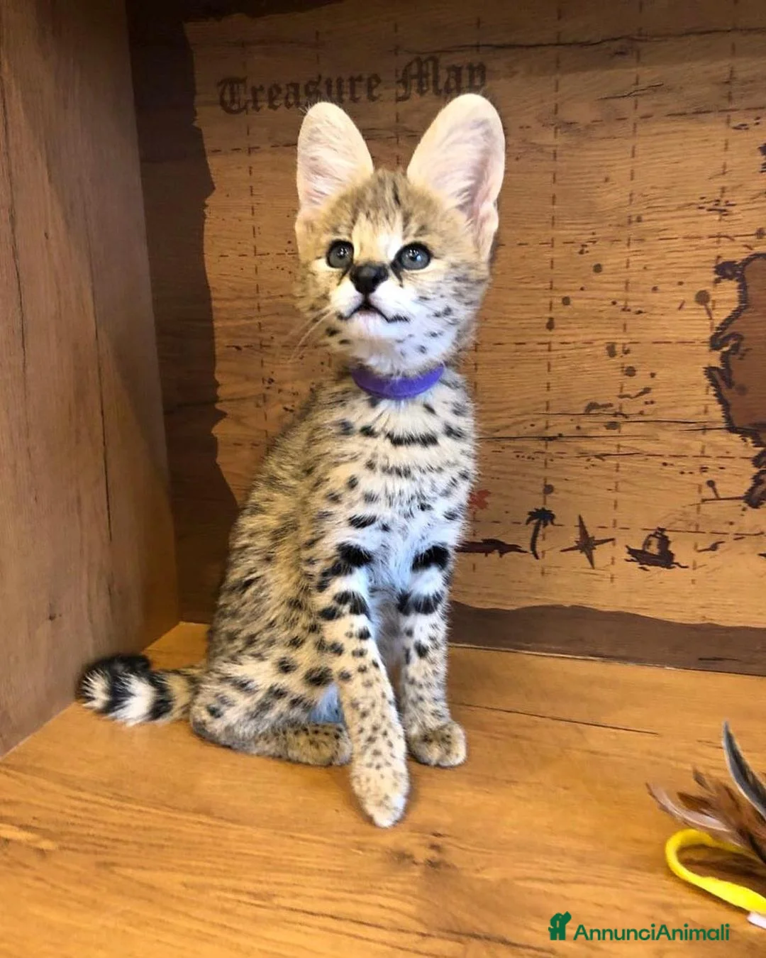 Savannah gatti in vendita: Gatto savannah f5 maschio e femmina - Annuncio 1