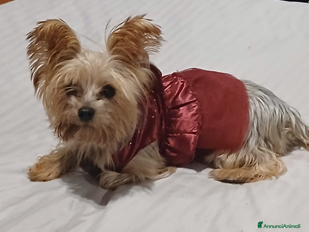 Yorkshire cani in regalo: Splendida Yorkshire - YORKI - Annuncio 6