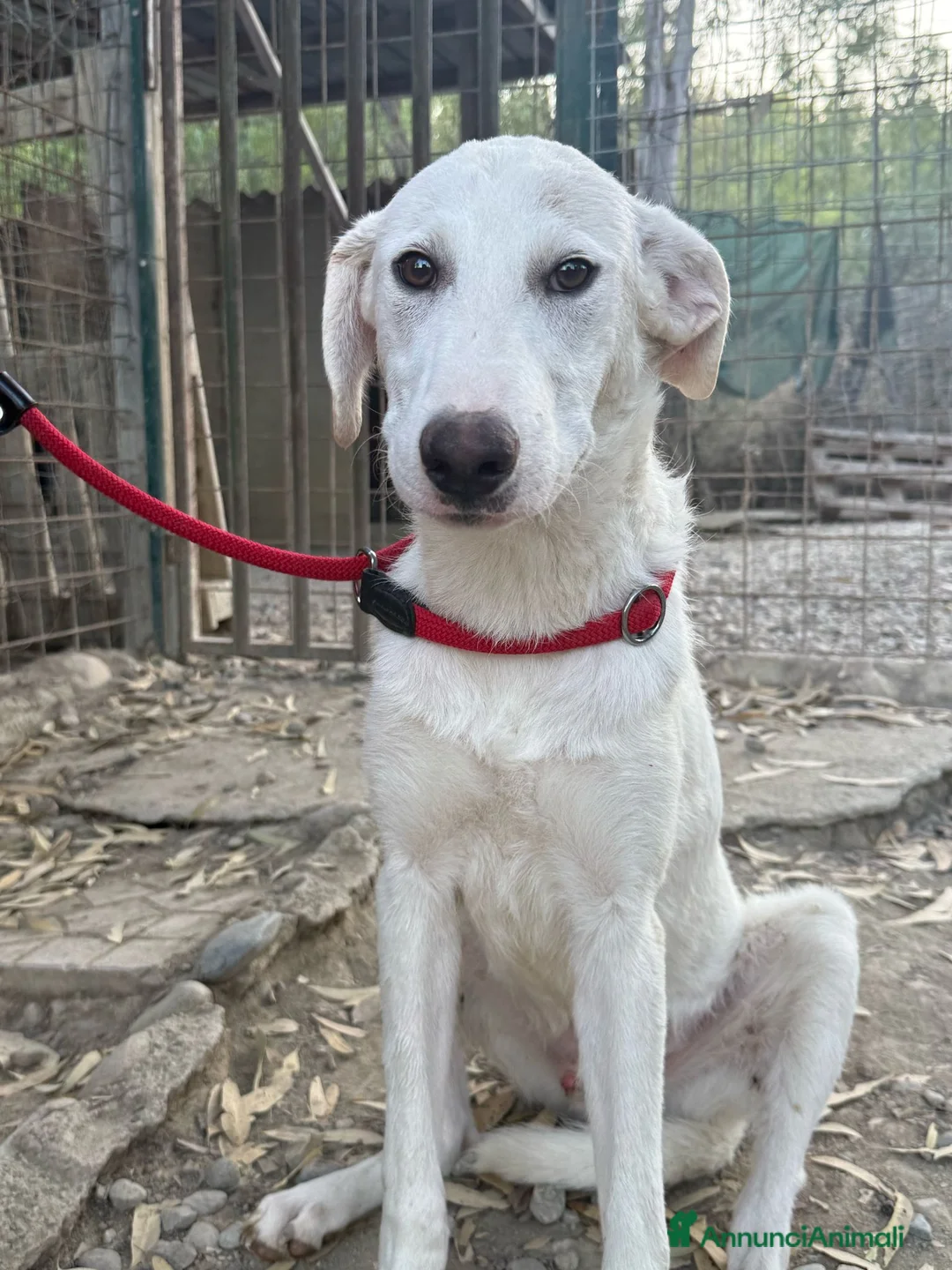 Meticcio cani in regalo: Ringo dolcissimo - Annuncio 1