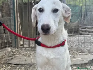 Meticcio cani Ringo dolcissimo - Annuncio 6