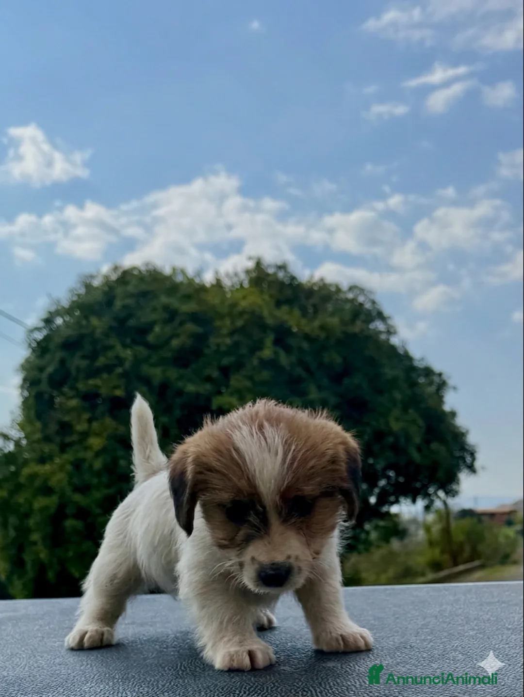 Jack Russell cani in vendita: Jack Russell alta genealogia ruvidi e broken a Provincia di Terni - Annuncio 1