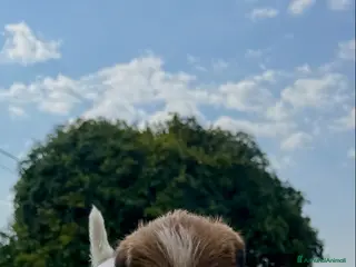 Jack Russell cani Jack Russell alta genealogia ruvidi e broken - Annuncio 4