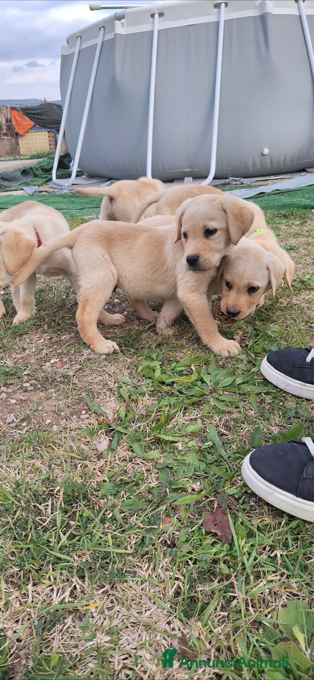 Labrador cani in vendita: Labrador cuccioli con pedigree Enci  - Annuncio 13